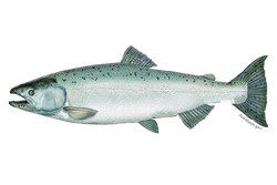 chinook salmon