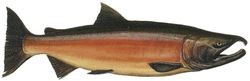 coho salmon